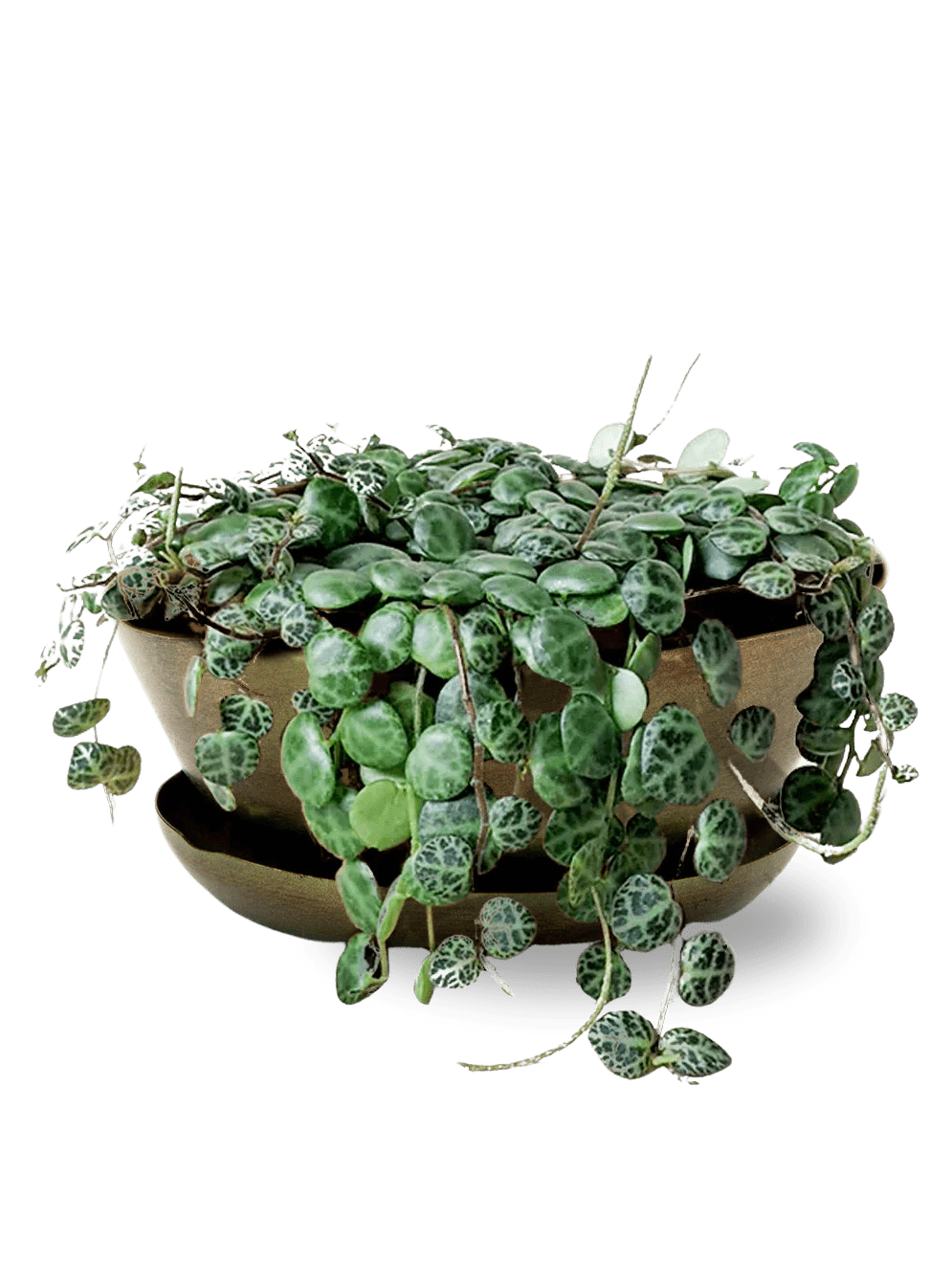 Topper Metal Succulent Dish - Chive Ceramics Studio - Pots - Chive US