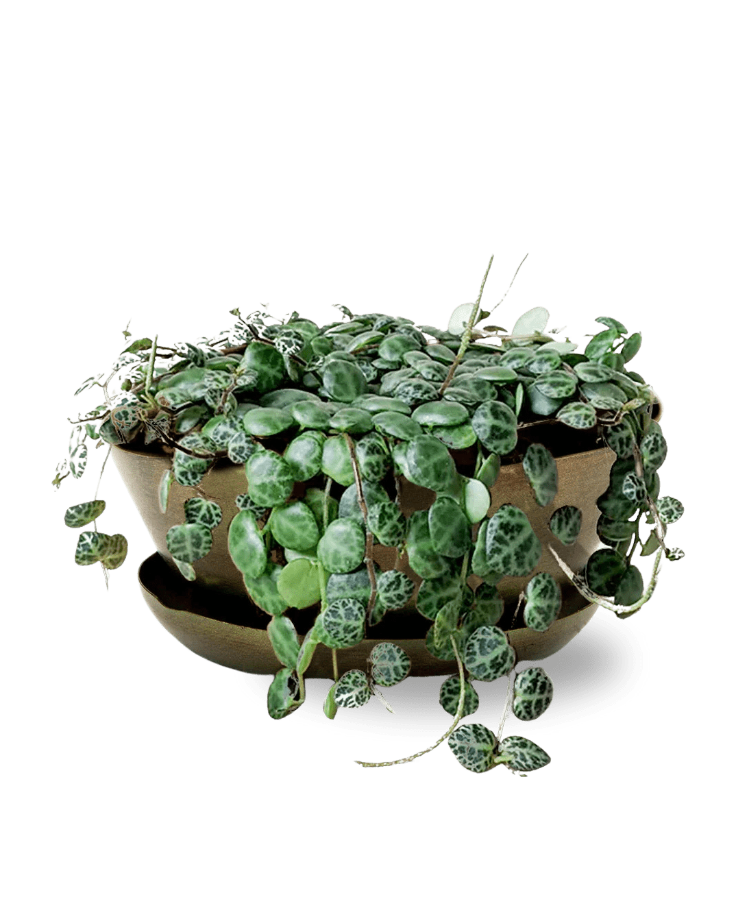 Topper Metal Succulent Dish - Chive Ceramics Studio - Pots - Chive US