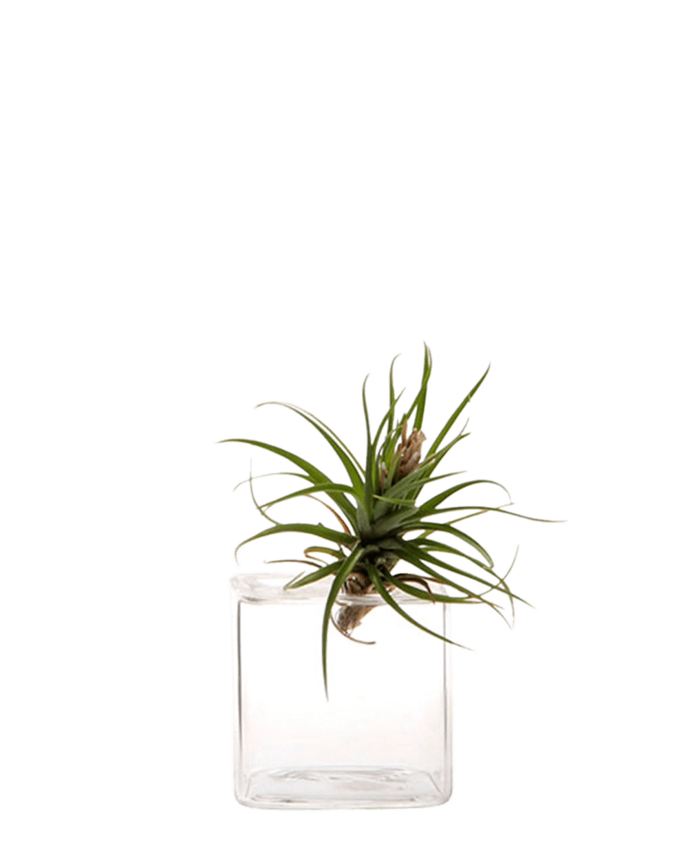 Small Clear Glass Modern Flower Vase - Cube - handmade by Chive Studio Toronto