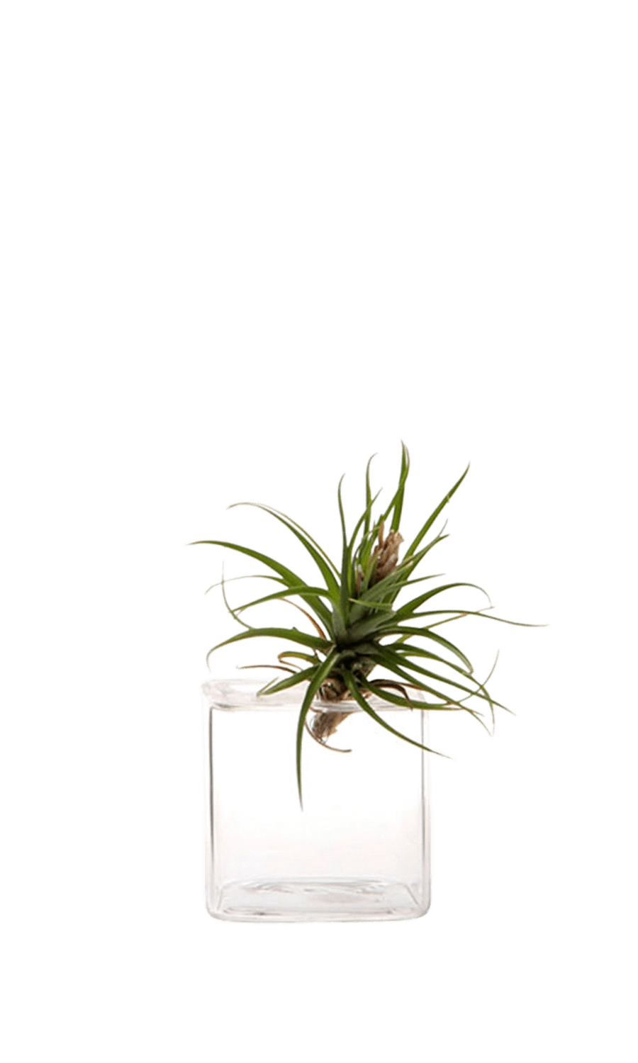 Small Clear Glass Modern Flower Vase - Cube - handmade by Chive Studio Toronto