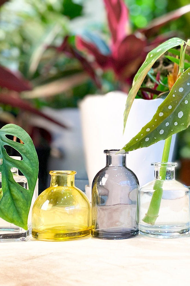 Chive Loft glass bud vases sit outdoors with tropical leaves styled among yellow, smoke, and clear jars.