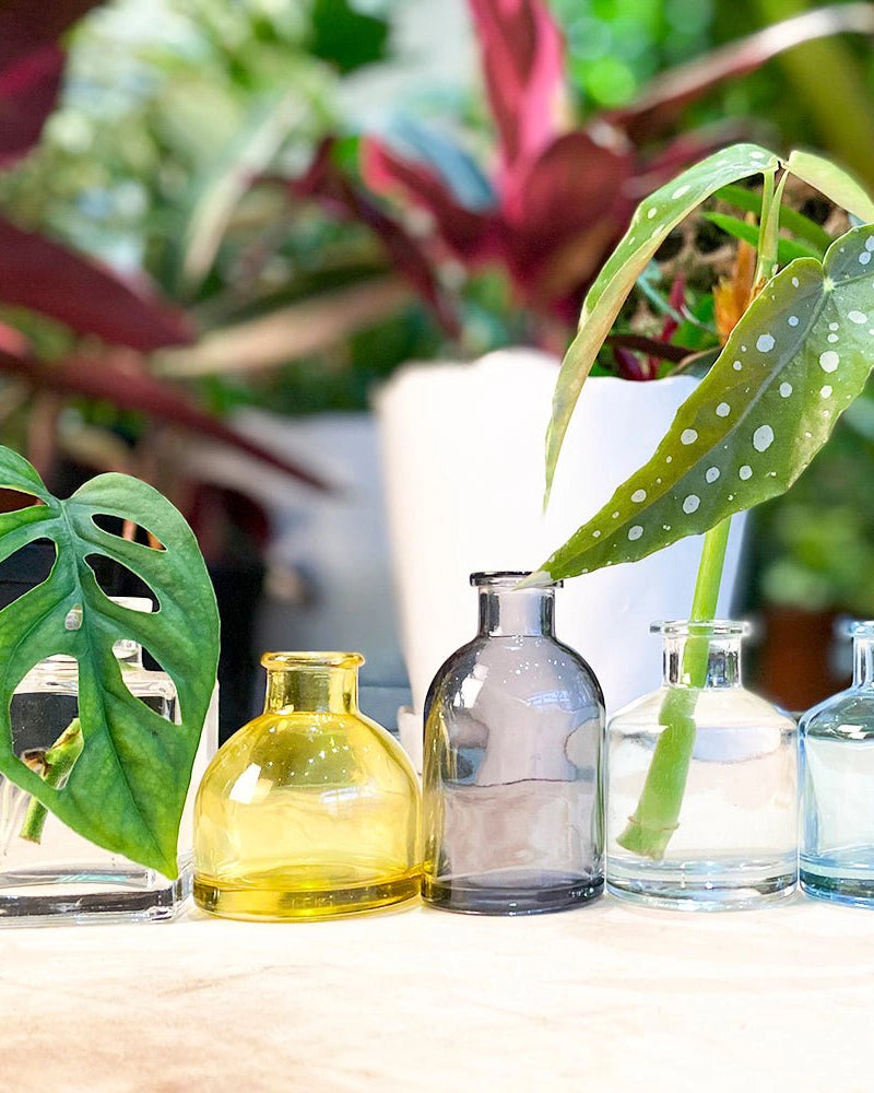 Chive Loft glass bud vase collection displayed among houseplants with monstera and begonia cuttings.