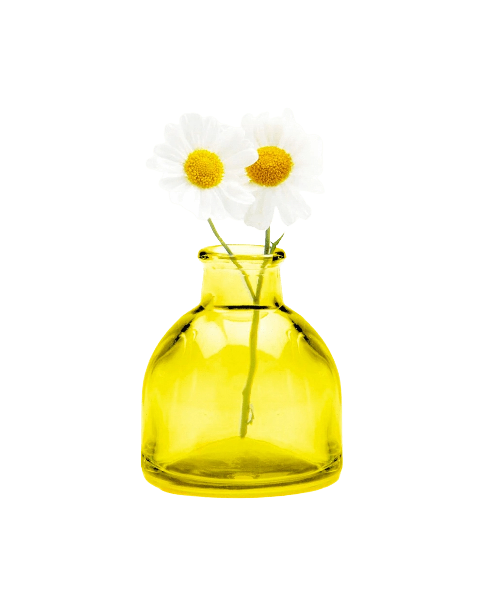 Chive Loft round glass bud vase in yellow styled with two small white daisy blooms.