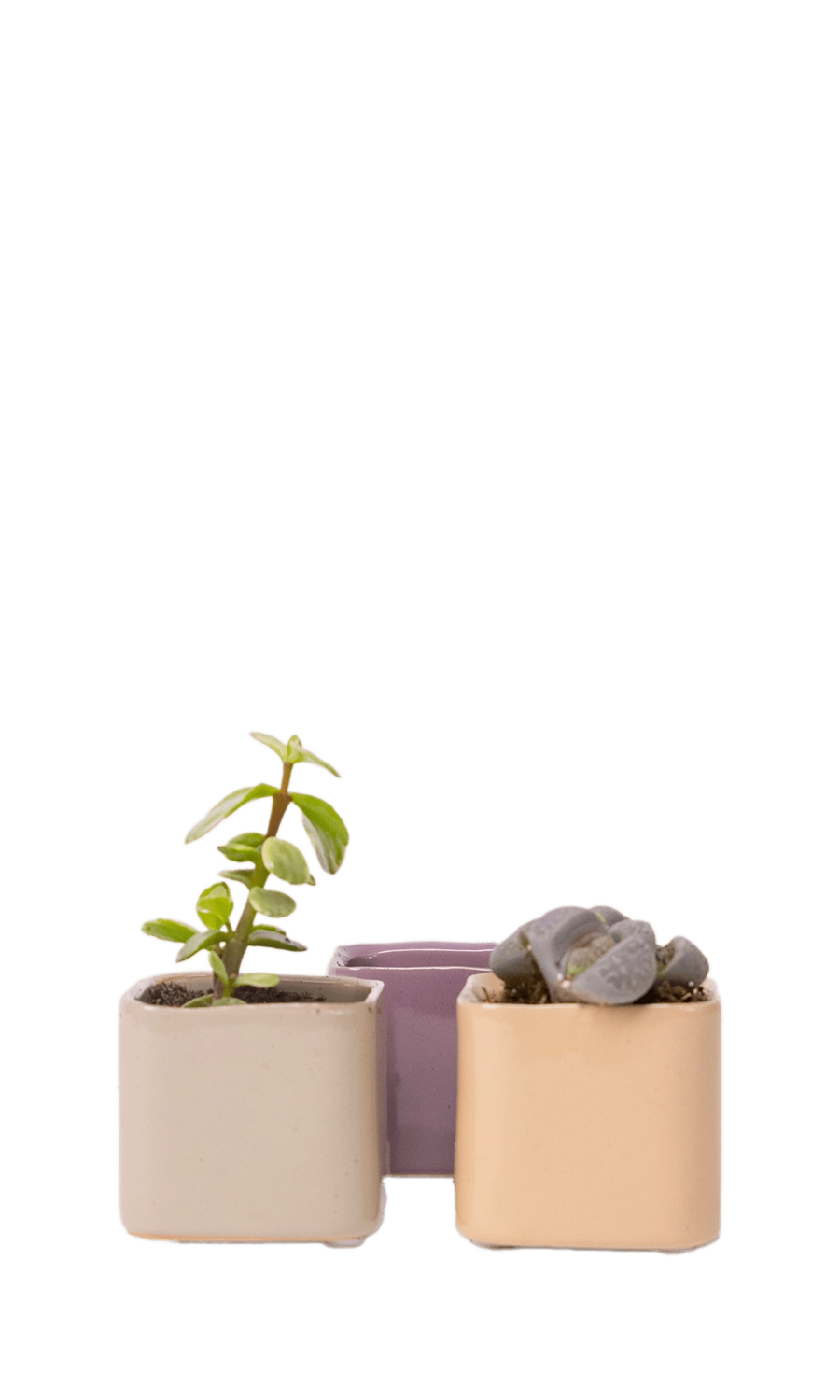 Multicolour Ceramic Indoor Succulent Pot - Svek - handmade by Chive Studio Toronto