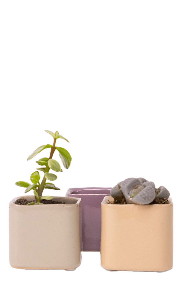 Multicolour Ceramic Indoor Succulent Pot - Svek - handmade by Chive Studio Toronto