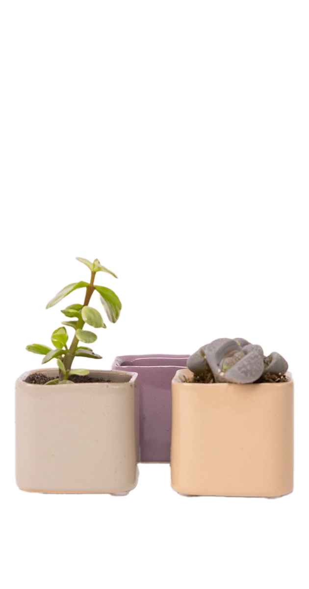 Multicolour Ceramic Indoor Succulent Pot - Svek - handmade by Chive Studio Toronto