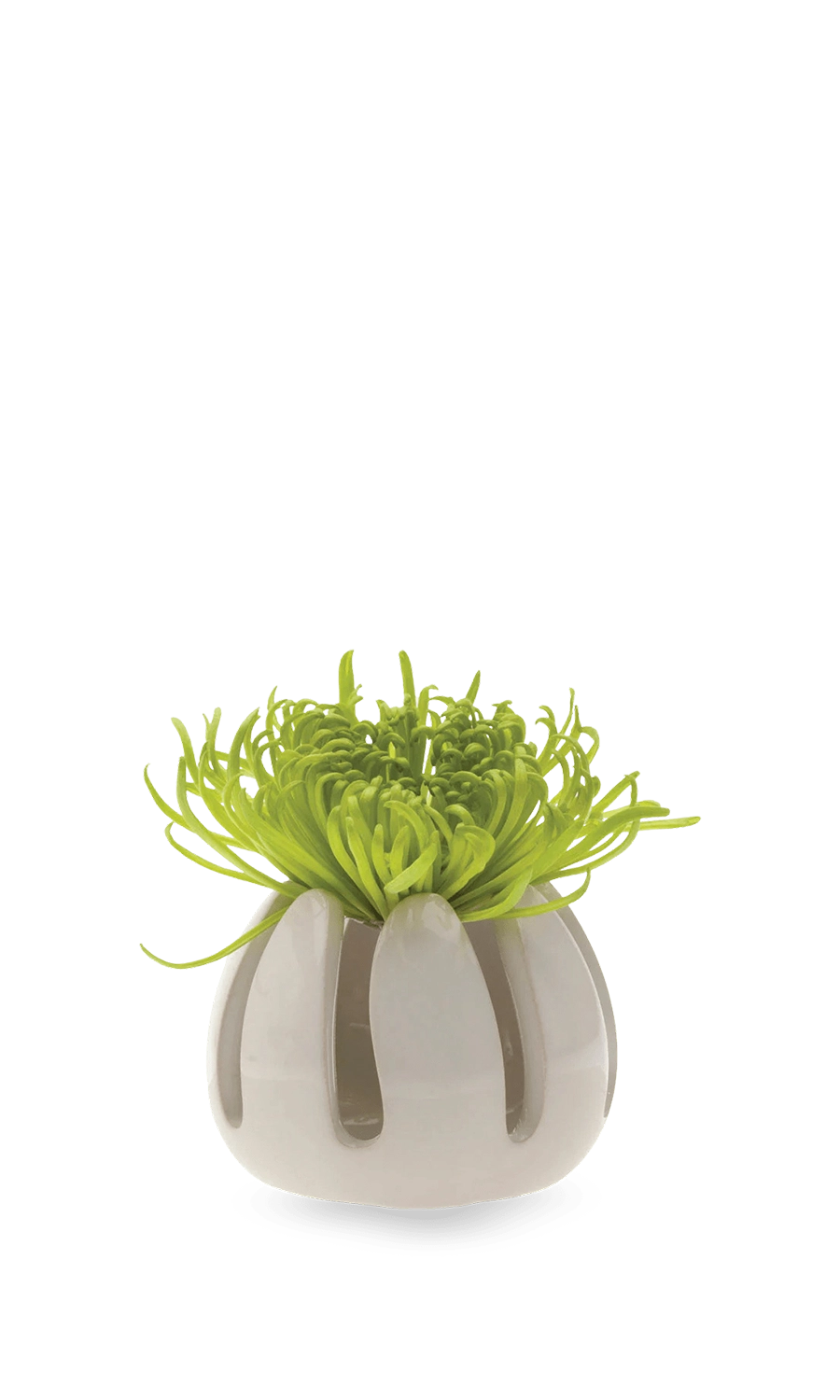 Grassy White Ceramic Air Plant Container - Gideon - handmade by Chive Studio Toronto