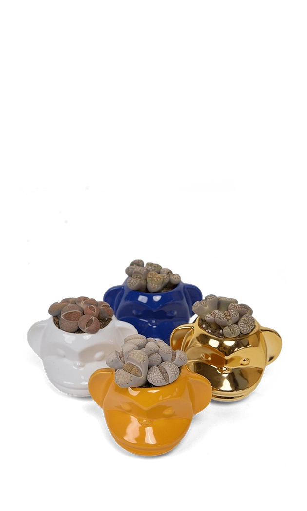 Multicolour Planter - Funky Monkey - handmade by Chive Studio Toronto