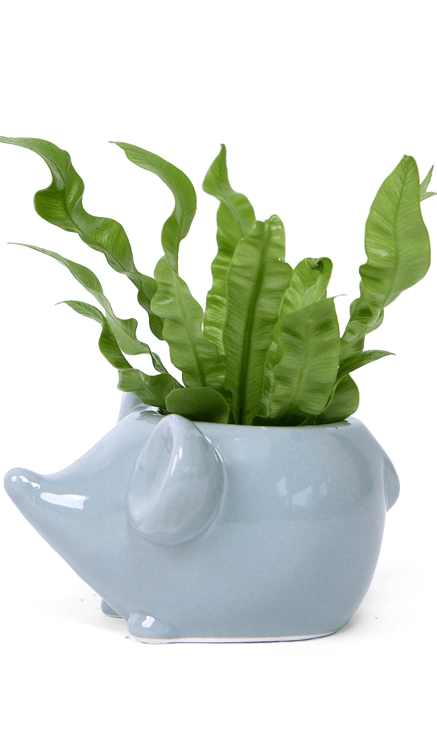 Grey Ceramic Indoor Plant Pot for Succulents - Mouse - handmade by ChiveStudio Toronto