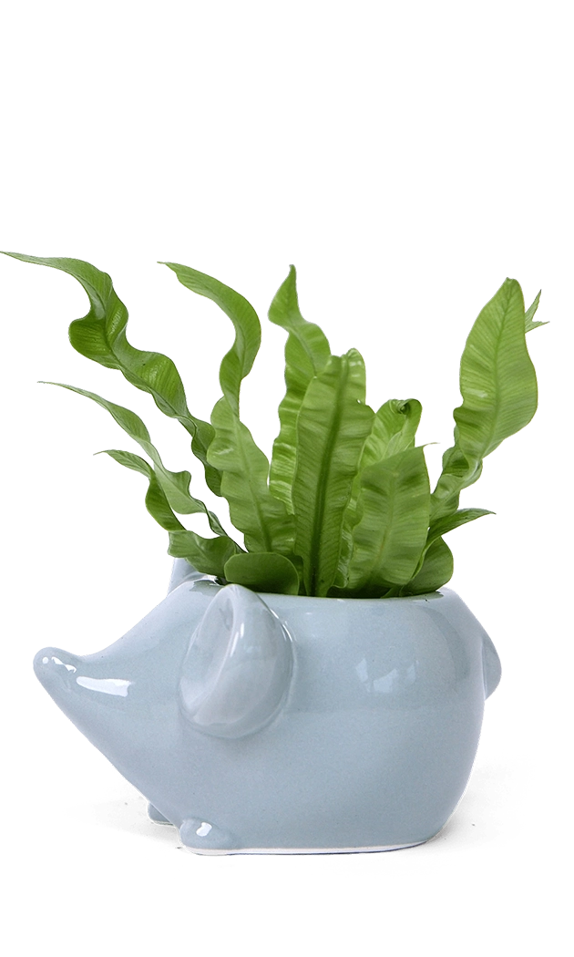 Grey Ceramic Indoor Plant Pot for Succulents - Mouse - handmade by ChiveStudio Toronto