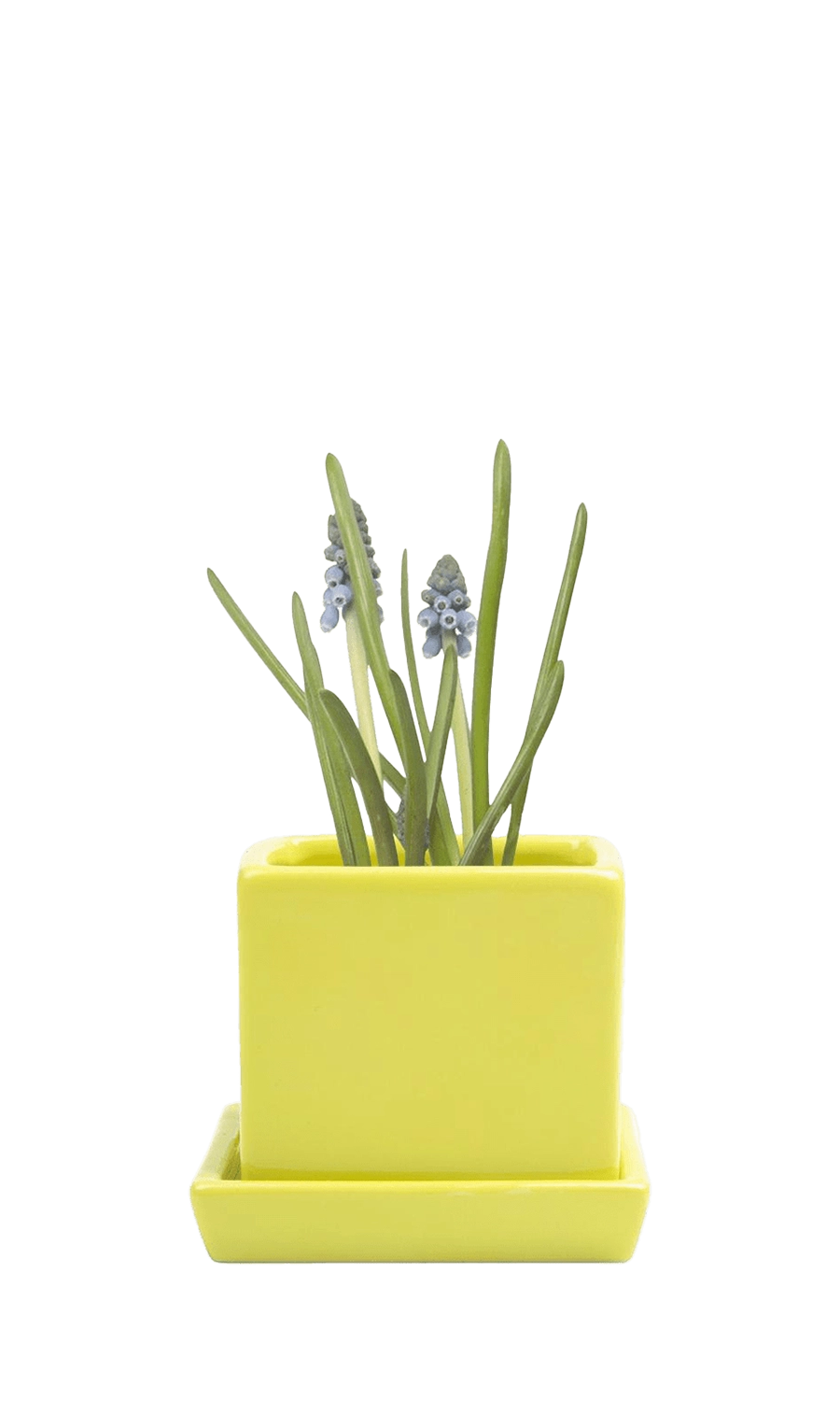 Green Sheen Ceramic Pot with Drainage Hole - Cube & Saucer - designed by Chive Studio Toronto