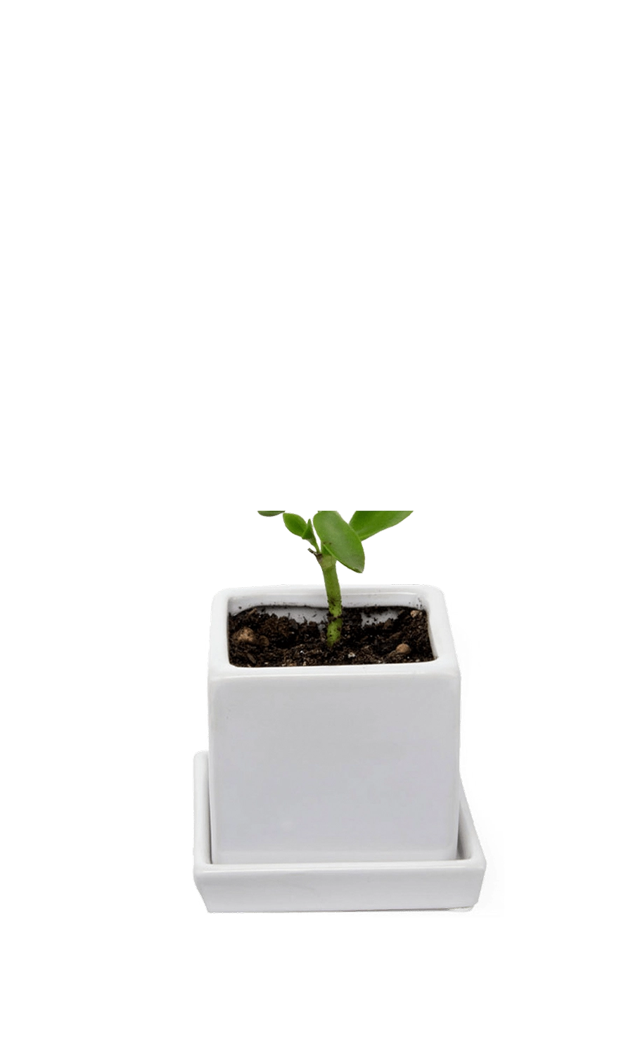 White Ceramic Pot with Drainage Hole - Cube & Saucer - designed by Chive Studio Toronto