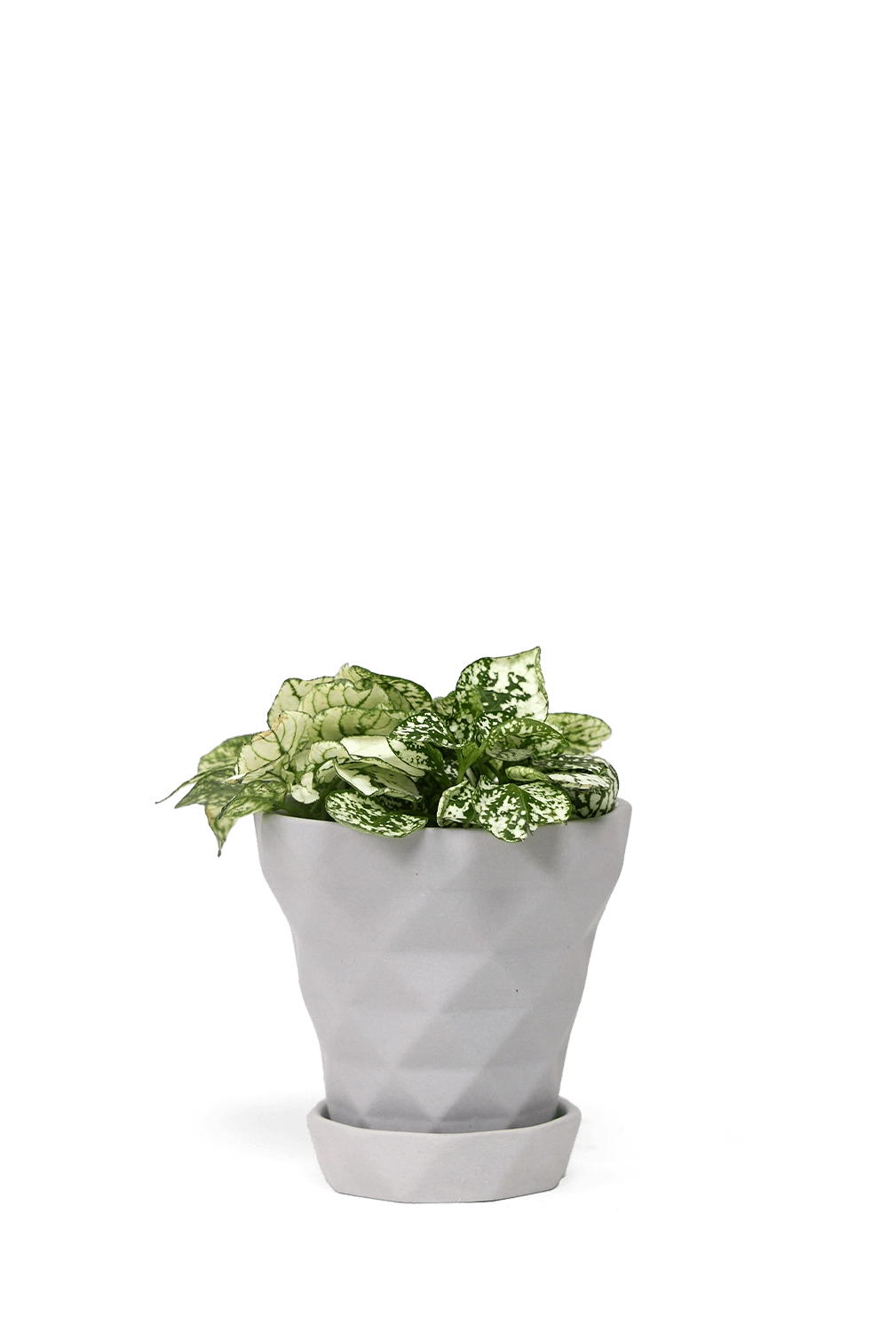 Light Grey Porcelain Modern Indoor Plant Pot with Saucer - Diamond - handmade by Chive Studio Toronto
