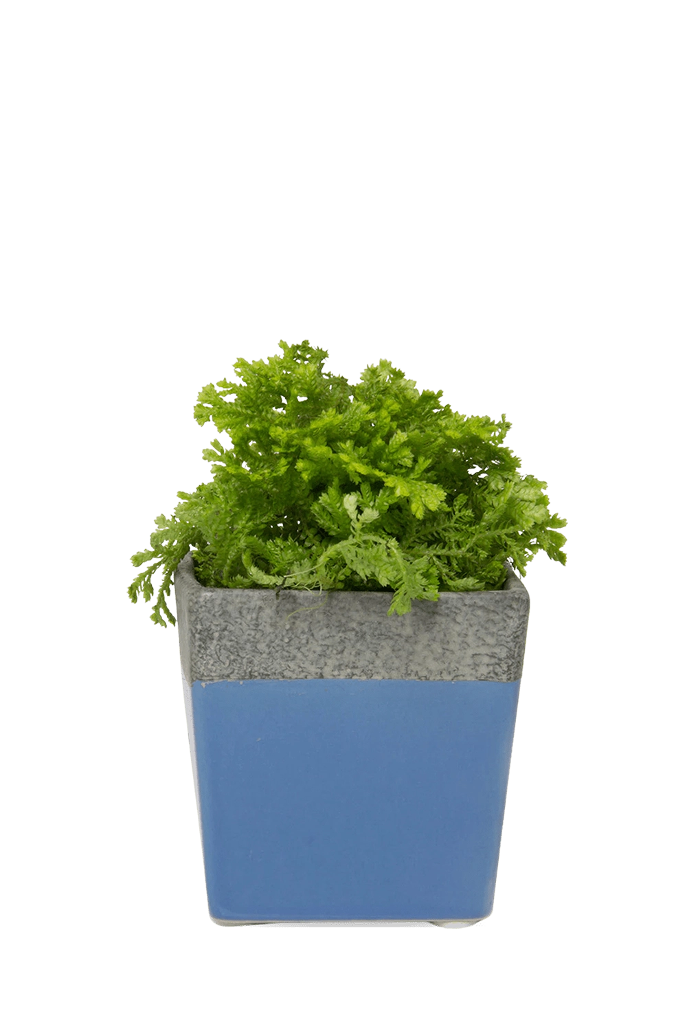 Chartreuse Ceramic Planter with Drainage Hole and Saucer - Duo - handmade by Chive Studio Toronto