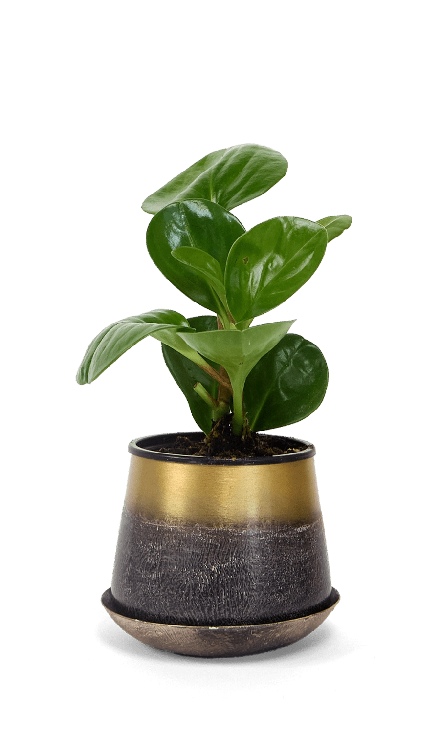 Brown and Gold Metal Pot with Drainage Hole - Joe - designed by Chive Studio Toronto