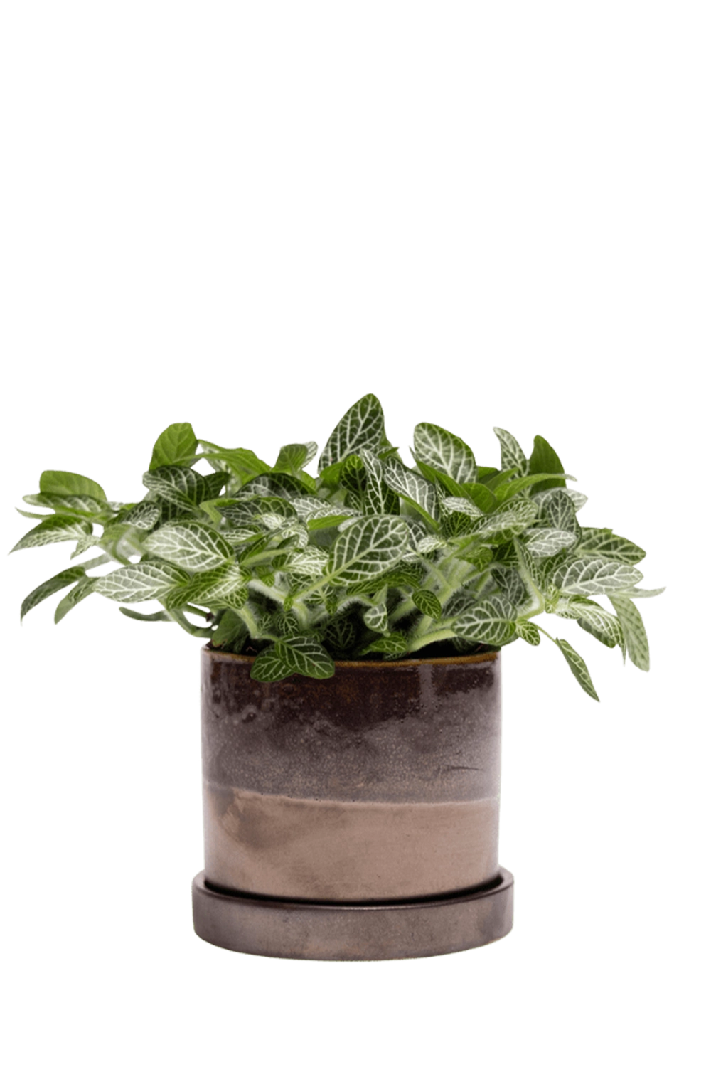 Bronze Speckles Small Ceramic Pot with Drainage Hole and Saucer - Minute - handmade by Chive Studio Toronto