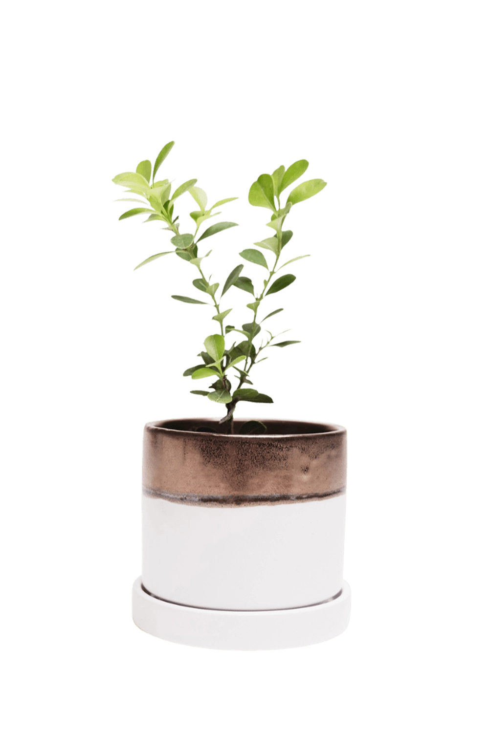 Bronze White Small Ceramic Pot with drainage Hole and Saucer - Minute - handmade by Chive Studio Toronto