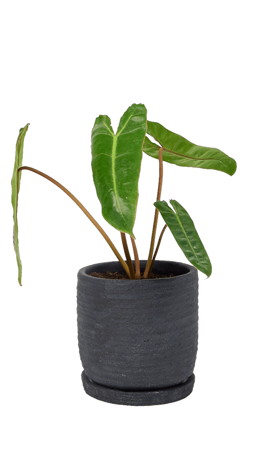 Black Ceramic Pot and Saucer Set with Drainage - Paul - handmade by Chive Studio Toronto