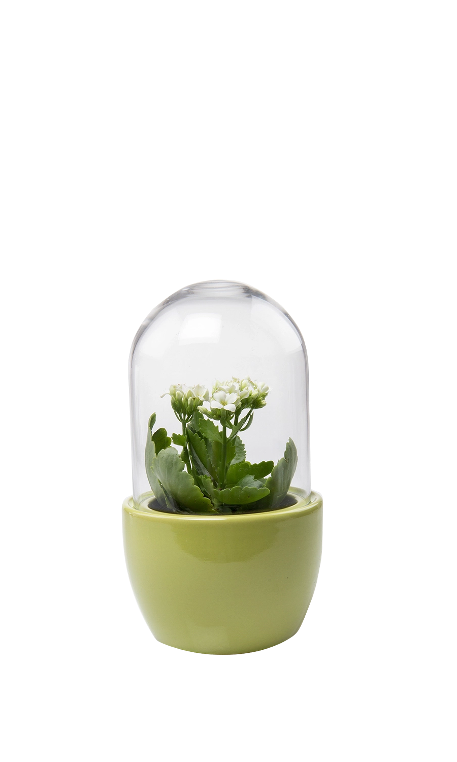 Peridot Glass Terrarium Jar for Succulents - Pill - handmade by Chive Studio Toronto