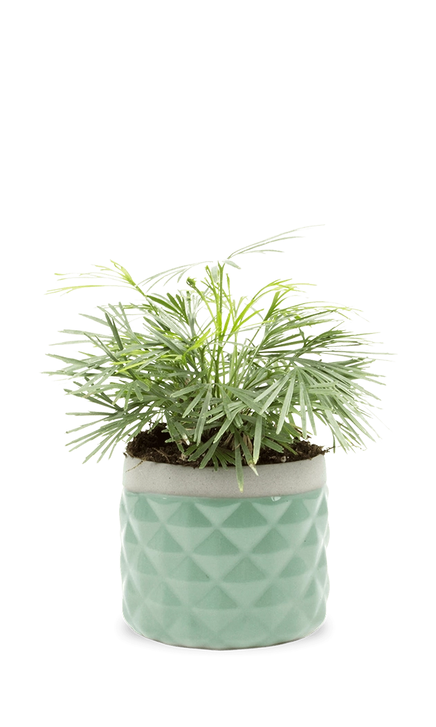 Aqua Ceramic Succulent Planter Pot - Pina - handmade by Chive Studio Toronto