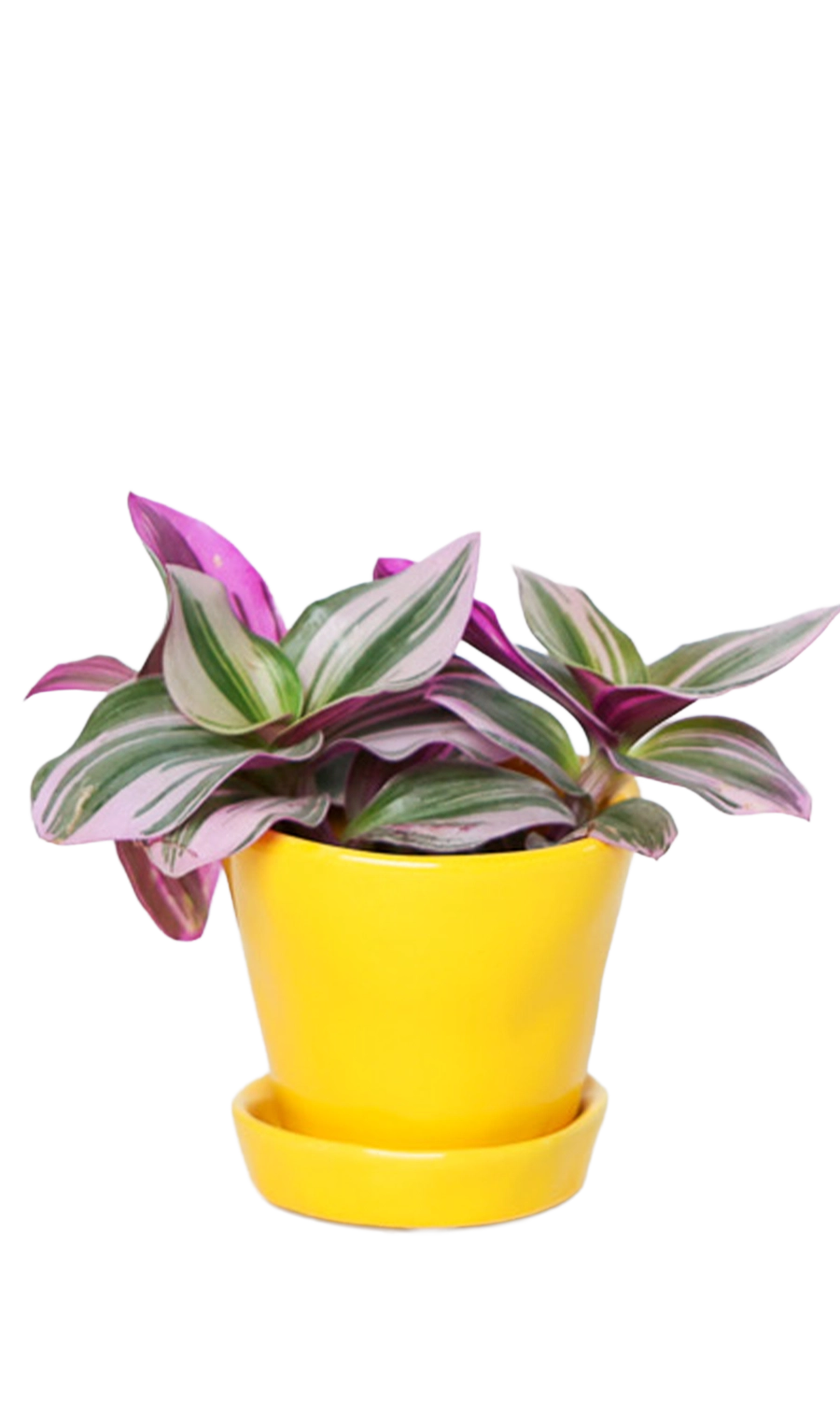 Meadowlark Yellow Pot & Saucer - Tika - handmade by Chive Studio Toronto