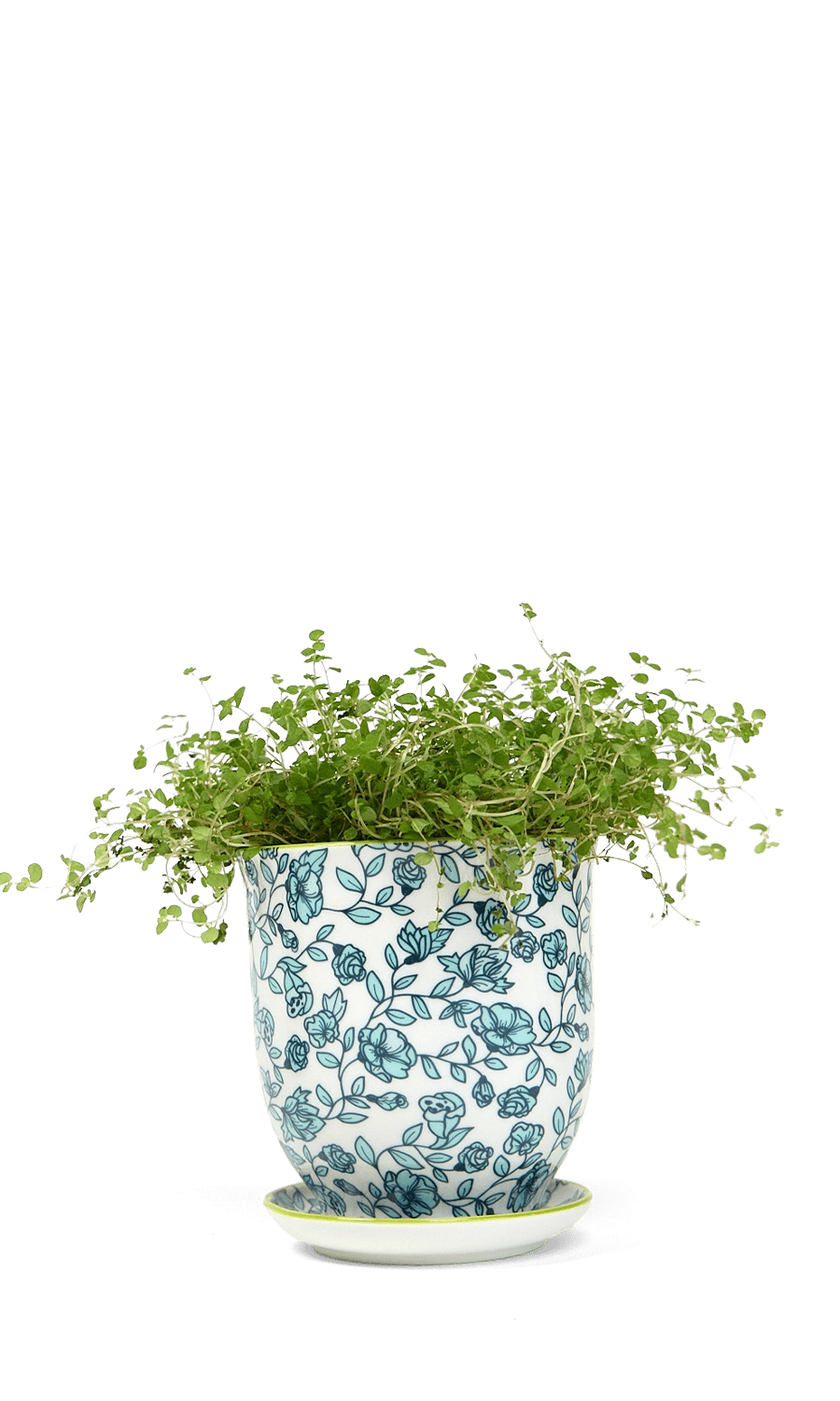 Green Flowers Porcelain Pot and Saucer Set with Drainage - Liberte - handmade by Chive Studio Toronto