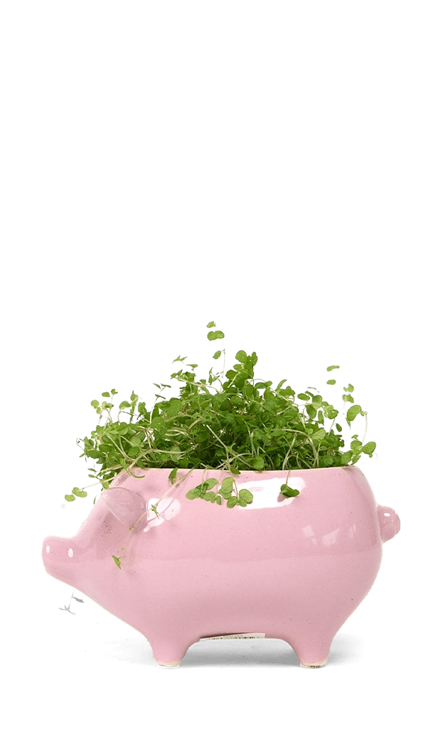 Pink Ceramic Indoor Plant Pot for Succulents - Pig - handmade by Chive Studio Toronto