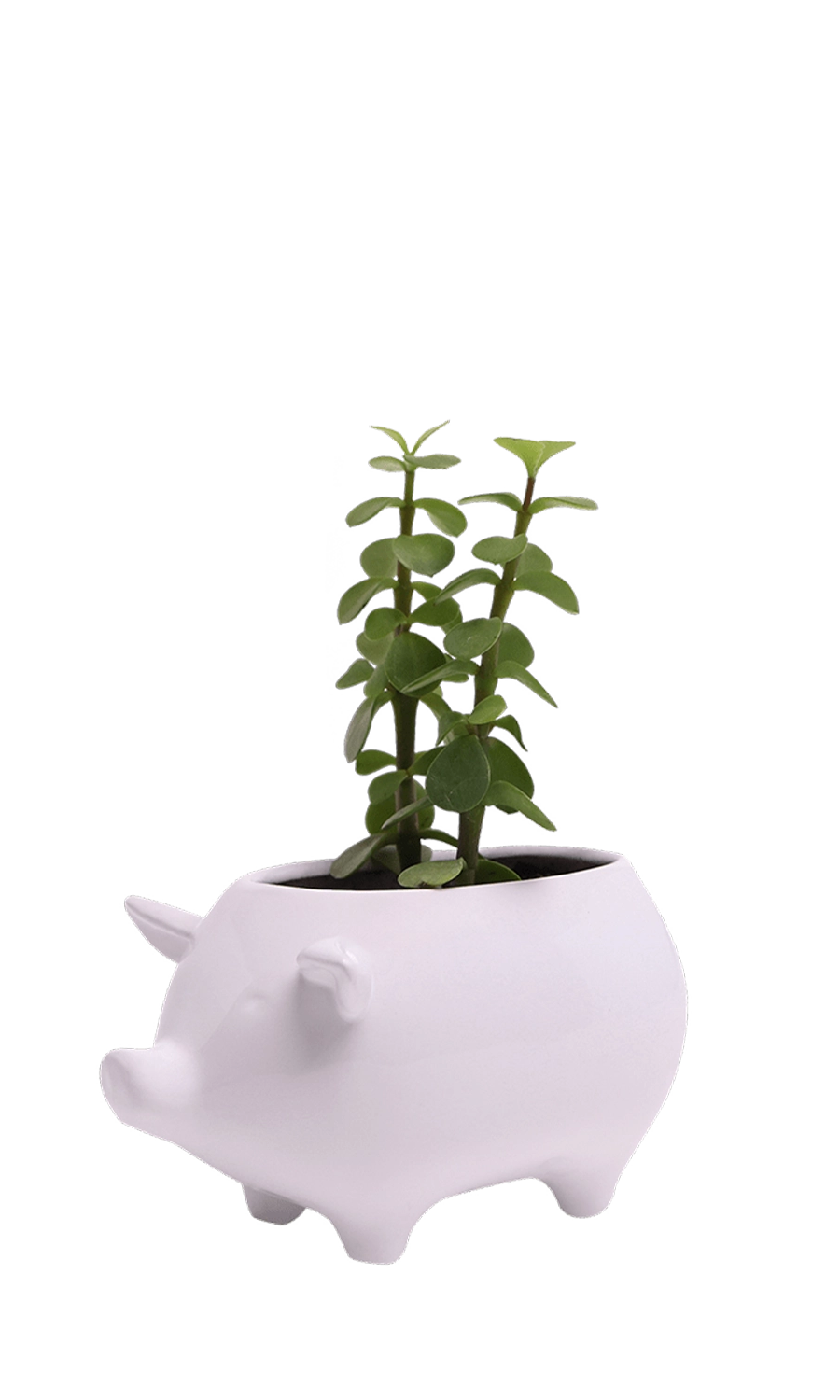 White Ceramic Indoor Plant Pot for Succulents - Pig - designed by Chive Studio Toronto