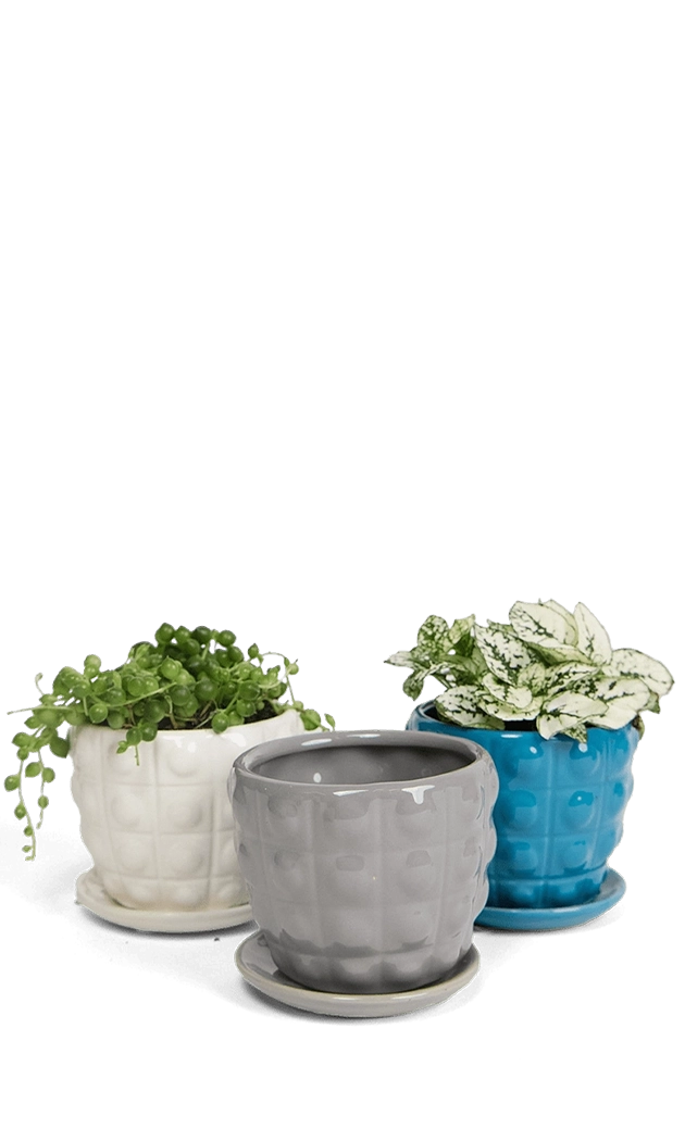 Multicolour Ceramic Pot with Drainage Hole and Saucer - Convex - handmade by Chive Studio Toronto