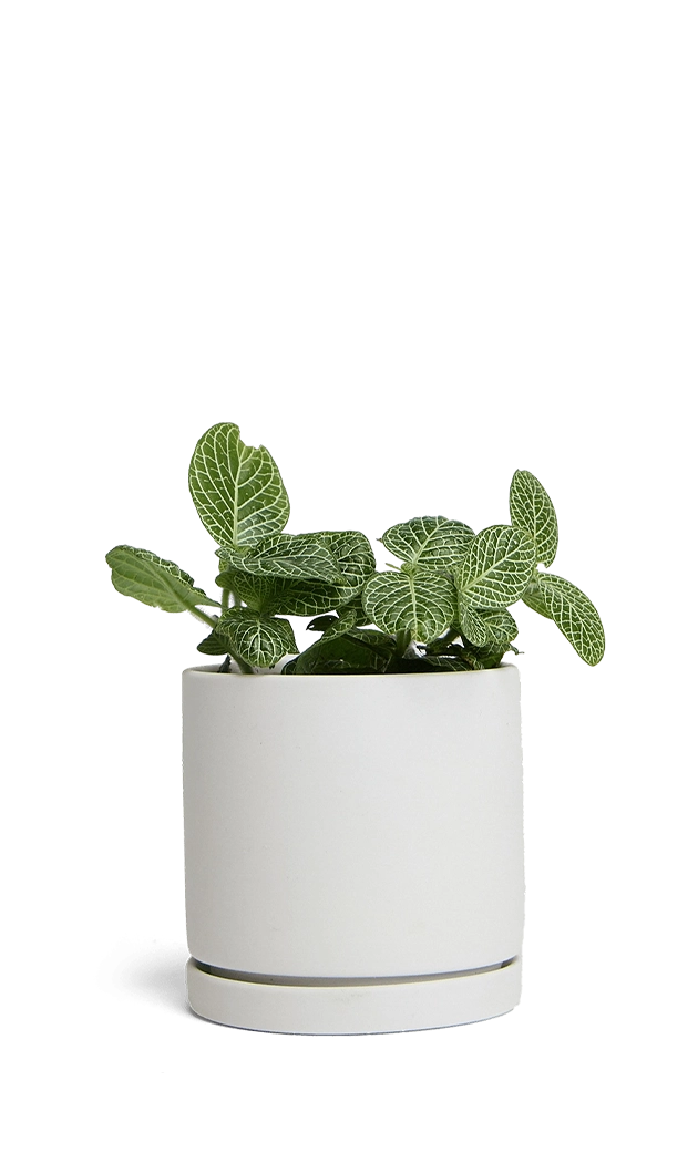 Light Grey Porcelain Modern Indoor Plant Pot with Saucer - Dojo - handmade by Chive Studio Toronto