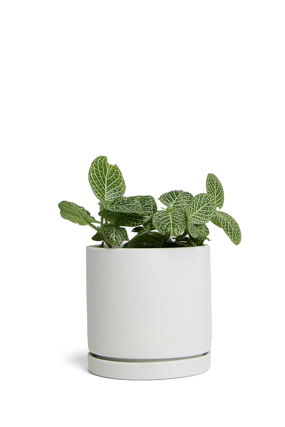 Light Grey Porcelain Modern Indoor Plant Pot with Saucer - Dojo - handmade by Chive Studio Toronto