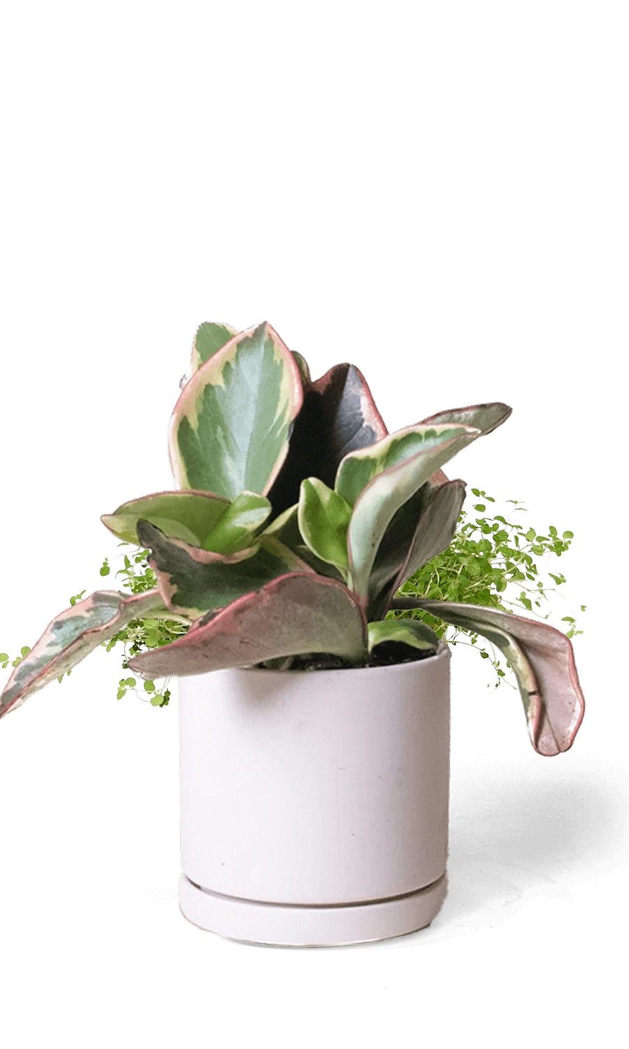 Pink Blush Porcelain Modern Indoor Plant Pot with Saucer - Dojo - designed by Chive Studio Toronto
