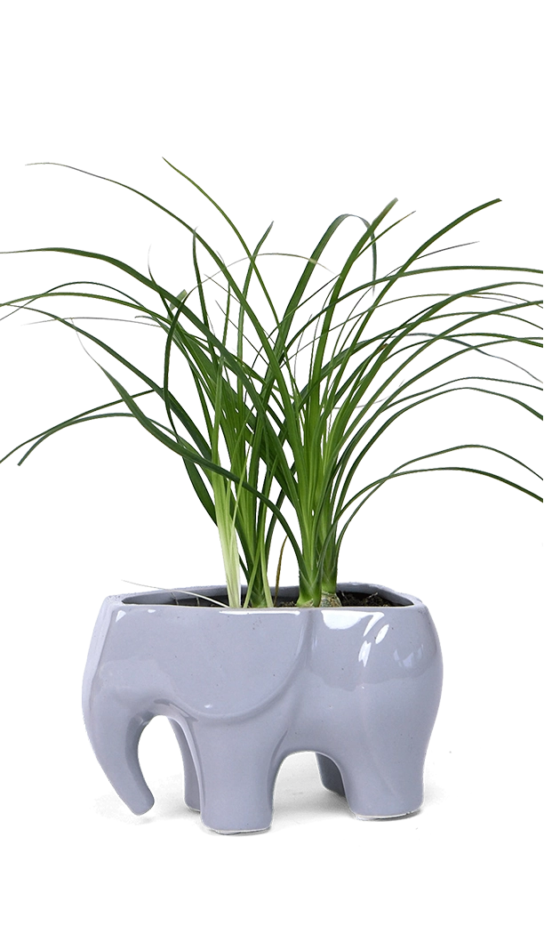 Grey Ceramic Indoor Plant Pot for Succulents - Elephant - handmade by Chive Studio Toronto