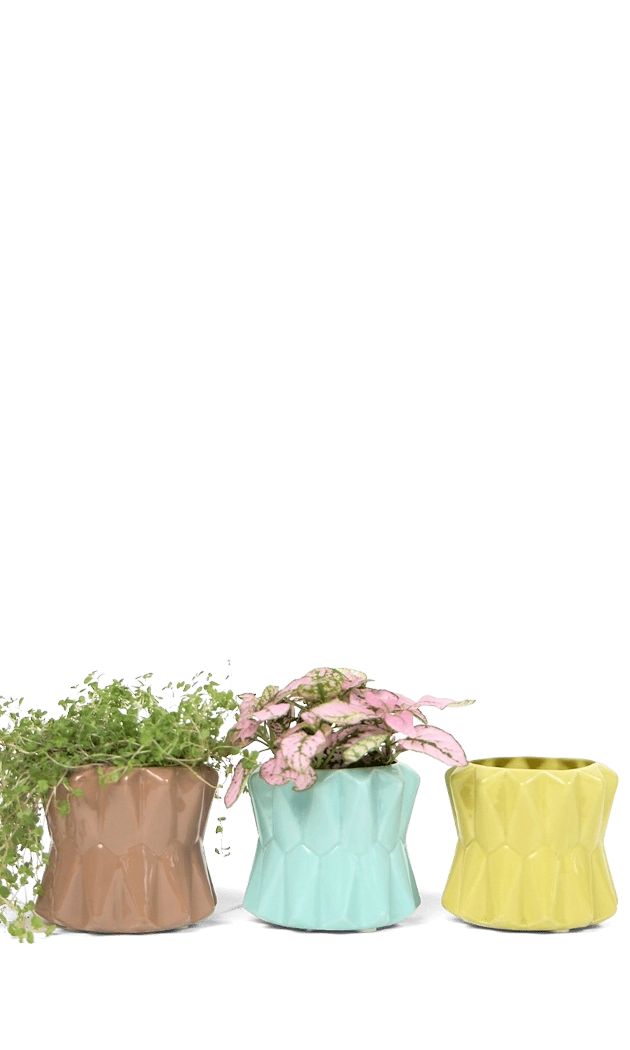 Multicolour Ceramic Modern Planter for Succulents - Fang - handmade by Chive Studio Toronto
