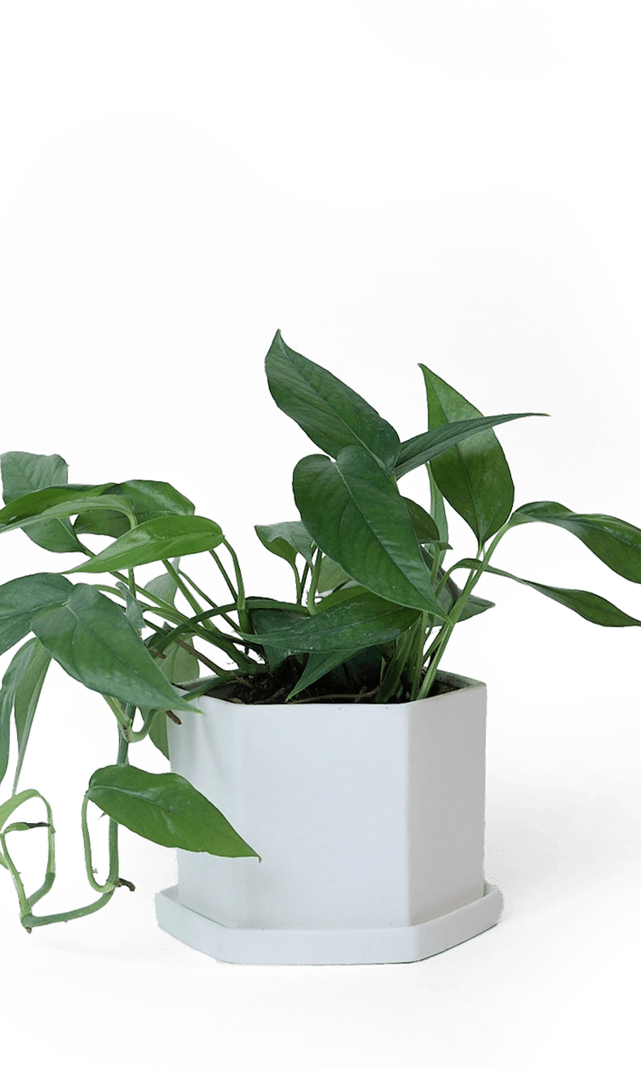 White Porcelain Pot with Drainage Hole - Hexi - handmade by Chive Studio Toronto