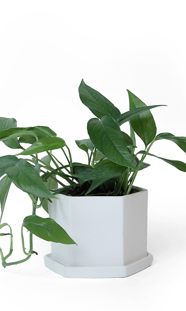 White Porcelain Pot with Drainage Hole - Hexi - handmade by Chive Studio Toronto