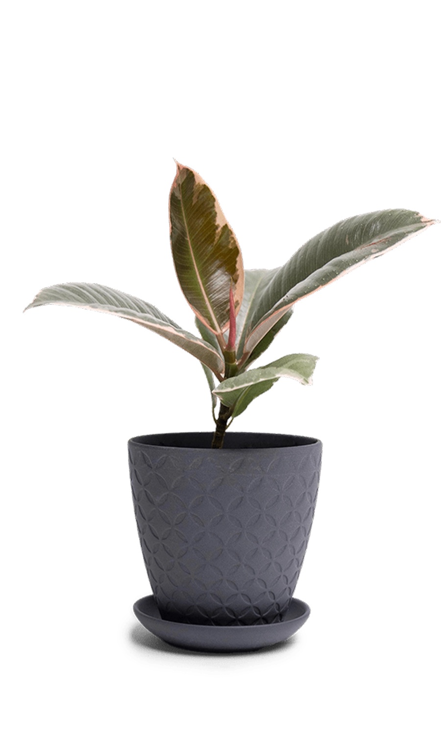 Black Porcelain Pot with Drainage Hole and Saucer - Virago - designed by Chive Studio Toronto