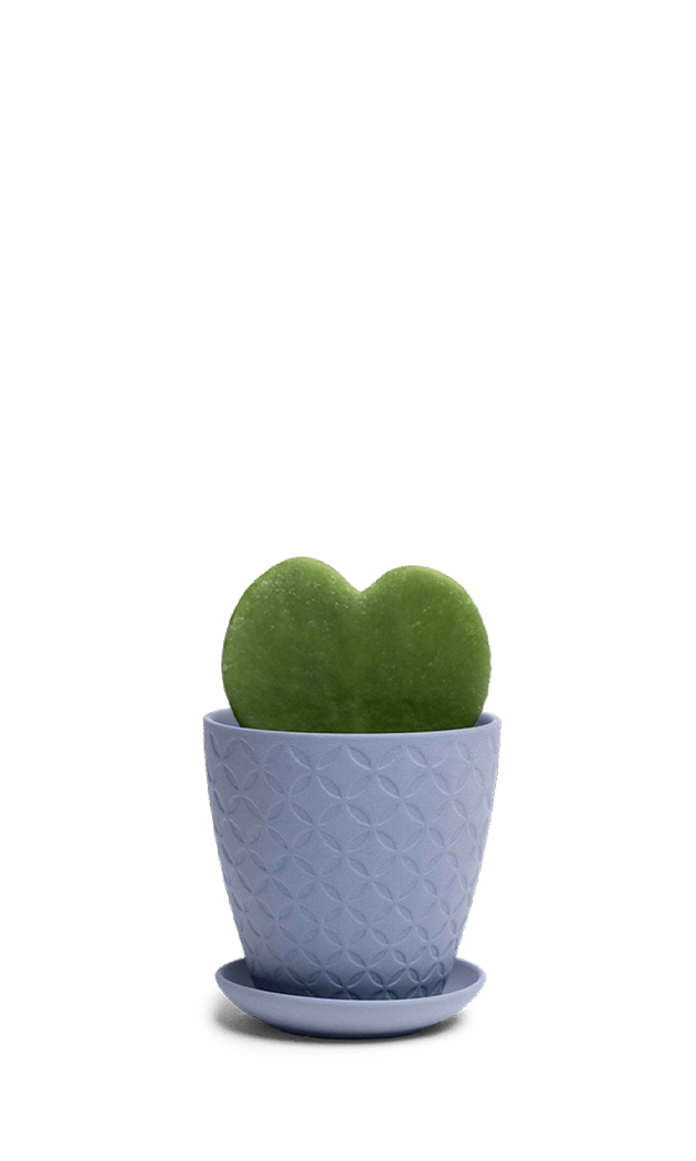 Blue Grey Porcelain Pot with Drainage Hole and Saucer - Virago - handmade by Chive Studio Toronto