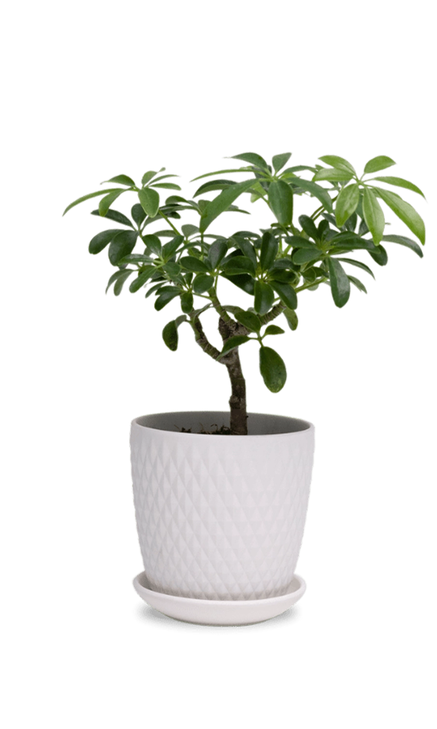 White Porcelain Pot with Drainage Hole and Saucer - Virago - designed by Chive Studio Toronto