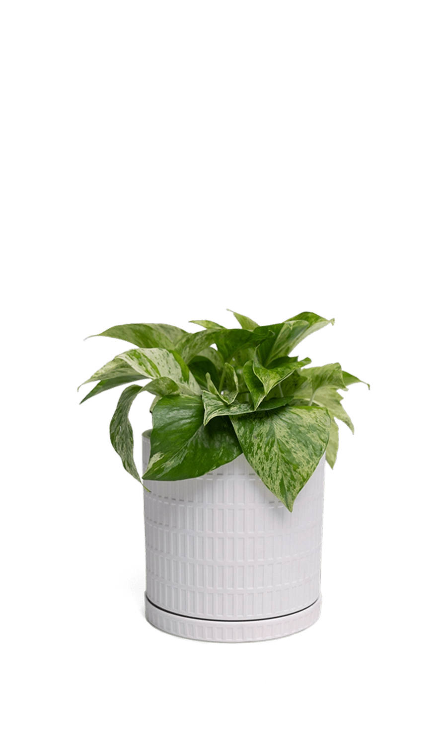 White Porcelain Pot with Drainage Hole and Saucer - Virago - designed by Chive Studio Toronto