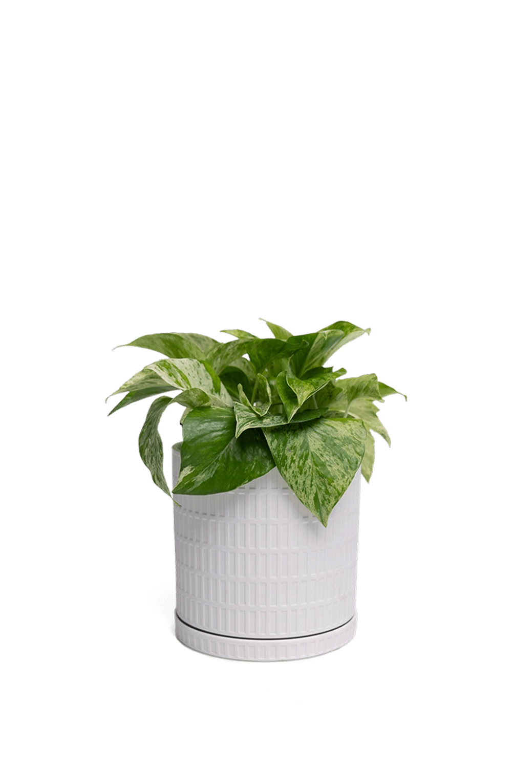 White Porcelain Pot with Drainage Hole and Saucer - Virago - designed by Chive Studio Toronto