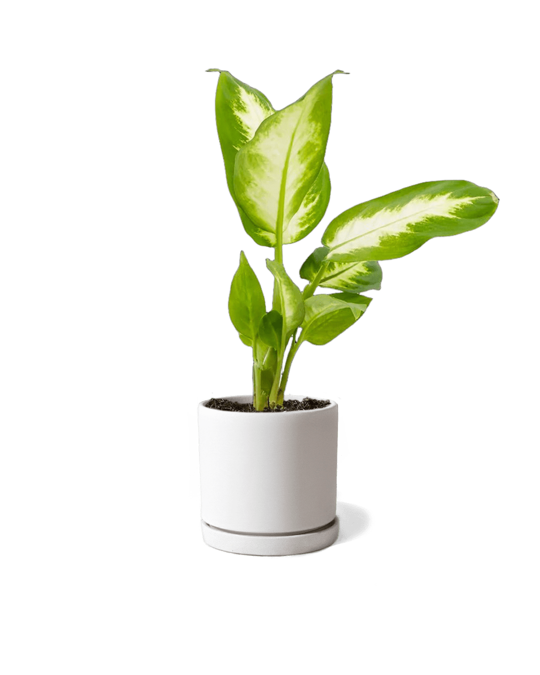 Dojo Porcelain Modern Indoor Plant Pot With Saucer | 3.5 Inches - Chive Ceramics Studio - Pots - Chive Ceramics Studio