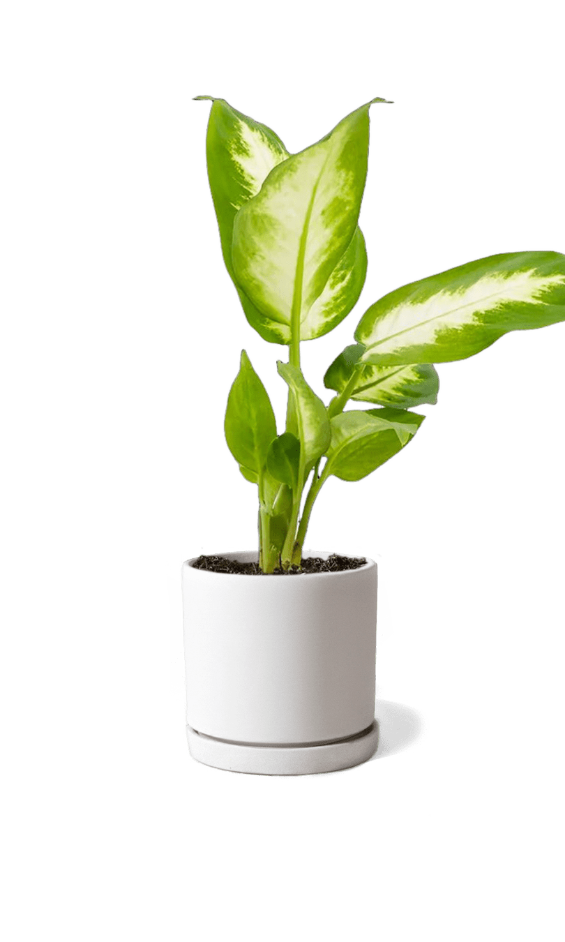 Dojo Porcelain Modern Indoor Plant Pot With Saucer | 3.5 Inches - Chive Ceramics Studio - Pots - Chive Ceramics Studio