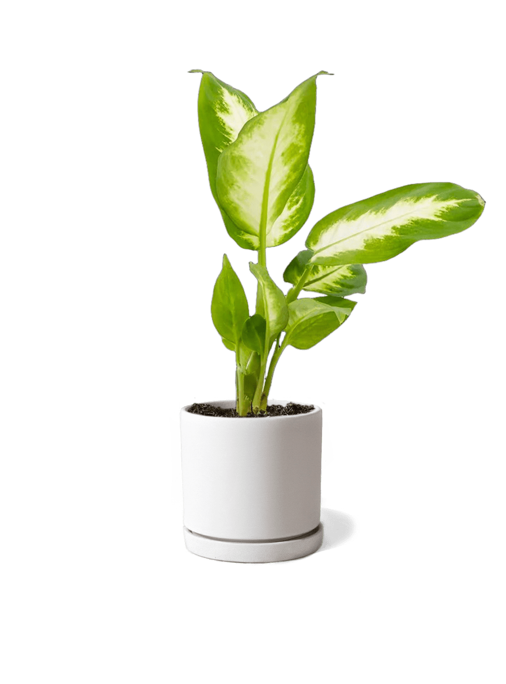 Dojo Porcelain Modern Indoor Plant Pot With Saucer | 3.5 Inches - Chive Ceramics Studio - Pots - Chive Ceramics Studio