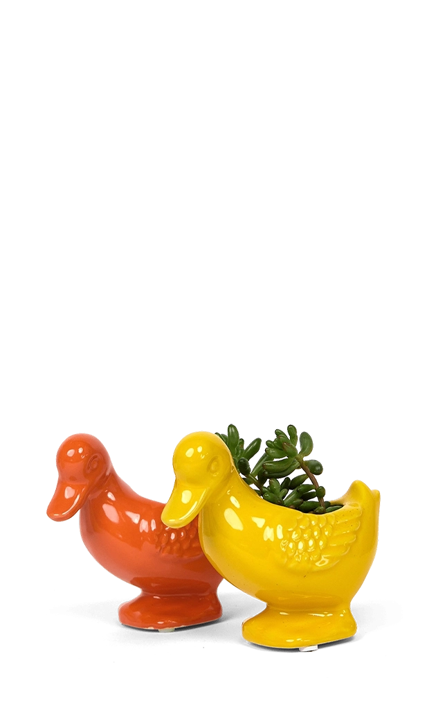 Multicolour Ceramic Indoor Plant Pot for Succulents - Duck - handmade by Chive Studio Toronto