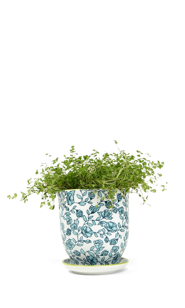 Blue Flowers Porcelain Pot And Saucer Set With Drainage - Liberte - handmade by Chive Studio Toronto