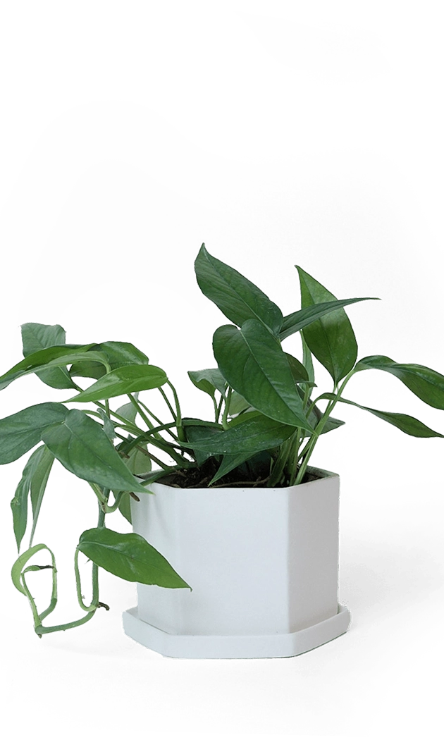 White Porcelain Pot with Drainage Hole - Hexi - handmade by Chive Studio Toronto