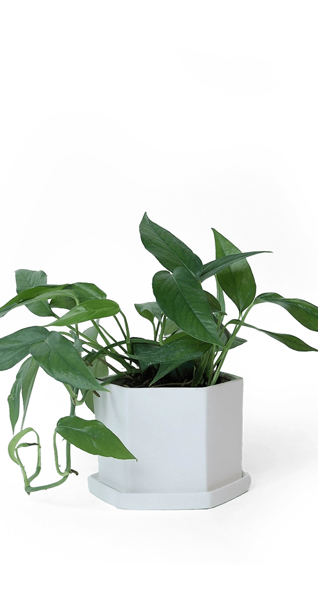 White Porcelain Pot with Drainage Hole - Hexi - handmade by Chive Studio Toronto