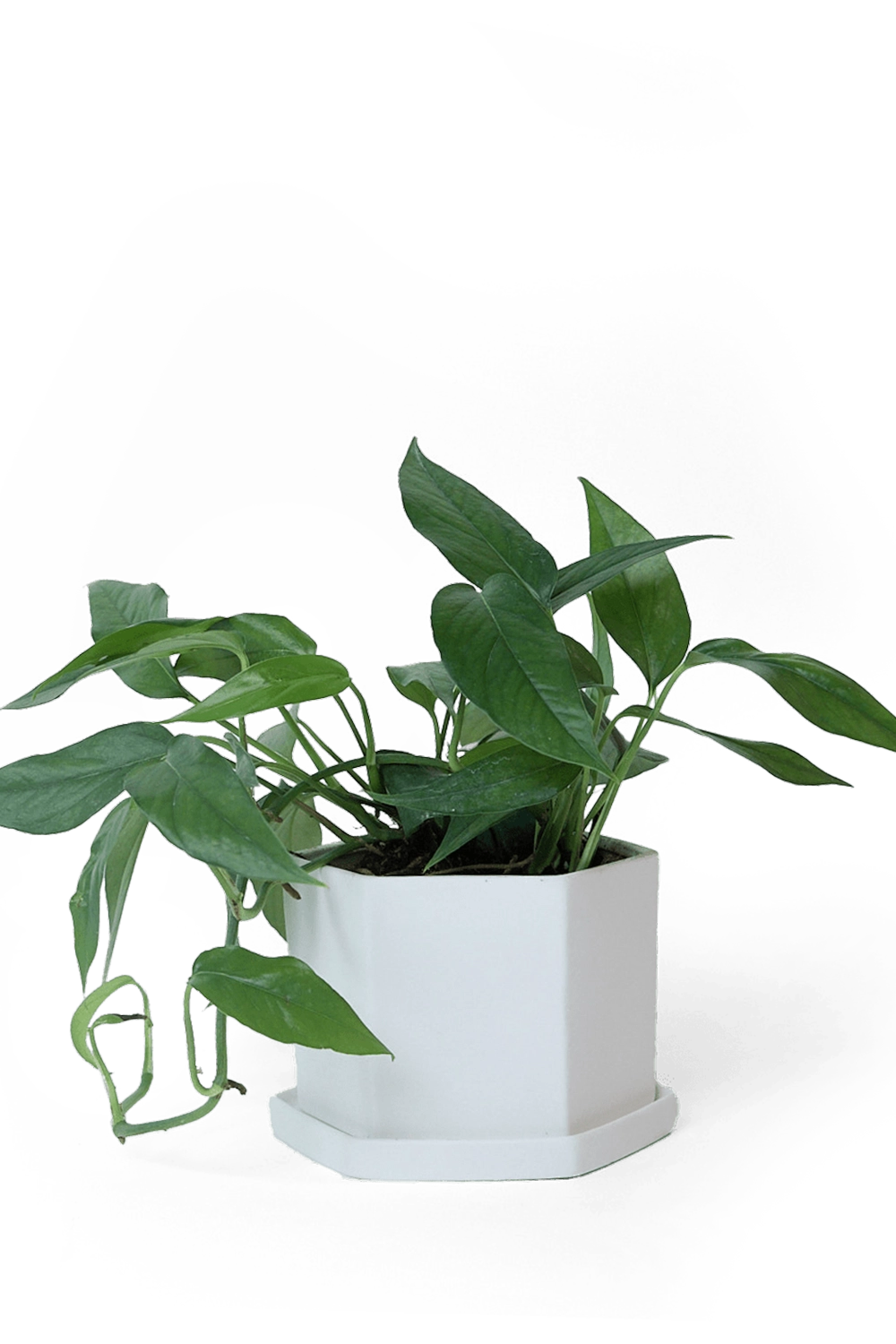 White Porcelain Pot with Drainage Hole - Hexi - handmade by Chive Studio Toronto