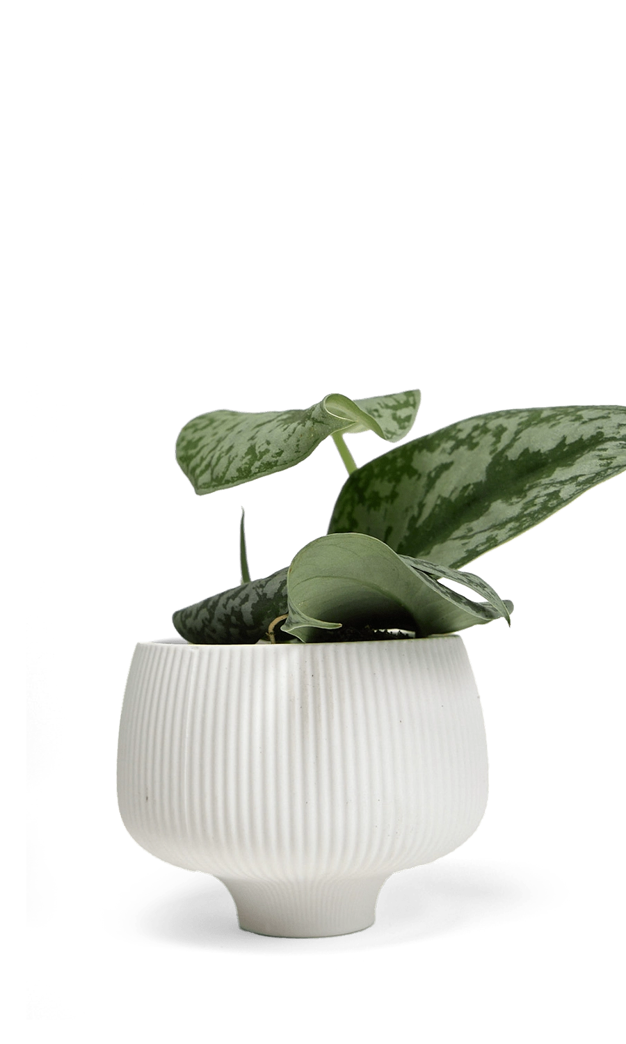 White Porcelain Modern Indoor Plant Pot - Lilo - handmade by Chive Studio Toronto